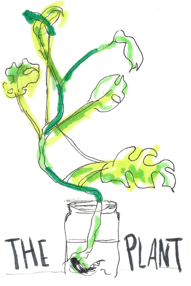 The plant - A monstera shoot with its roots in a pot of water