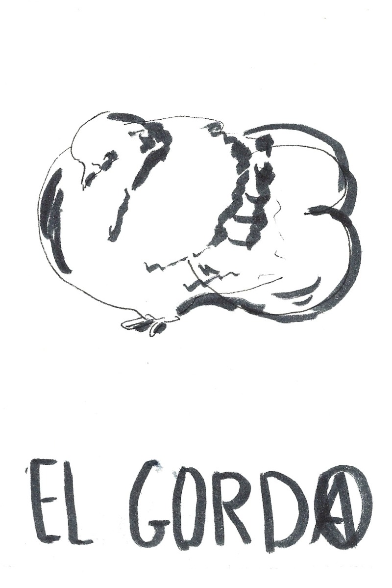 El gordo - A pigeon with a fat ass